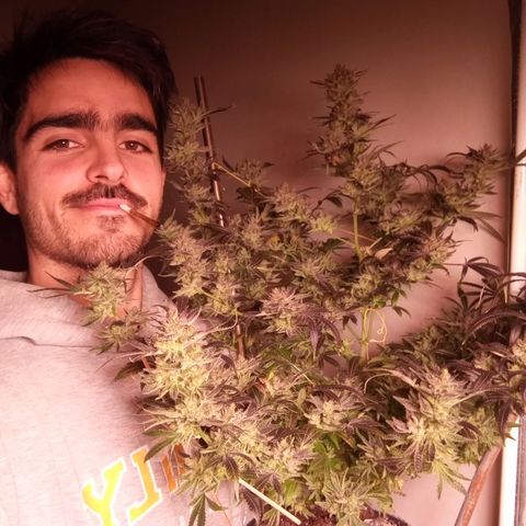 Sweet cheese growlog timeline photo