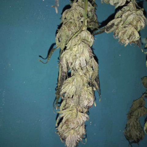 Sweet cheese growlog timeline photo