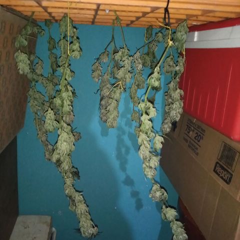 Sweet cheese growlog timeline photo