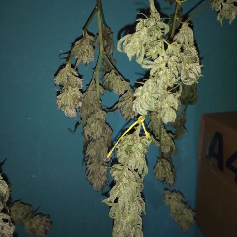 Sweet cheese growlog timeline photo