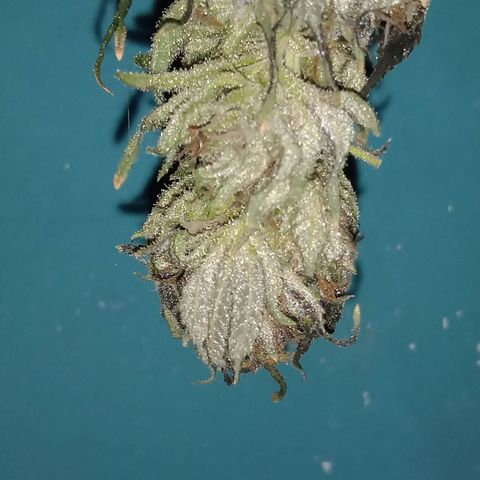 Sweet cheese growlog timeline photo