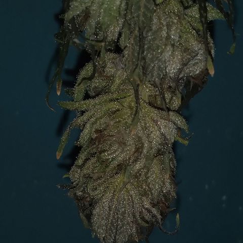 Sweet cheese growlog timeline photo