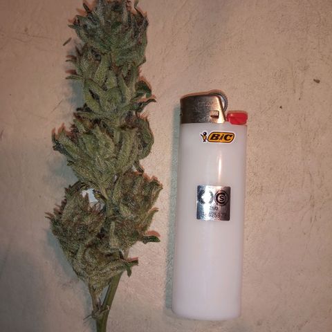 Sweet cheese growlog timeline photo