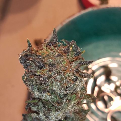 Sweet cheese growlog timeline photo