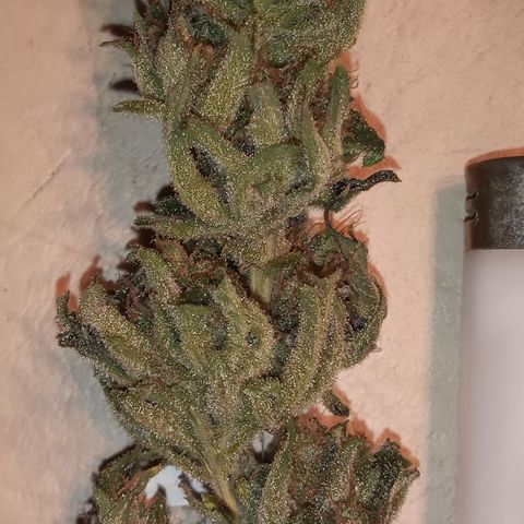 Sweet cheese growlog timeline photo