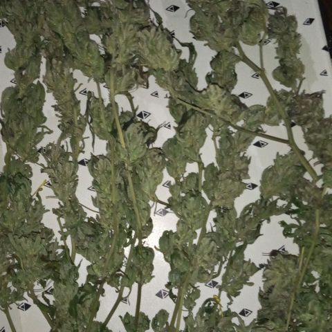 Sweet cheese growlog timeline photo