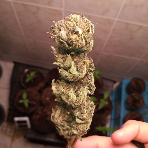 Sweet cheese growlog photo: 1 mes de curado