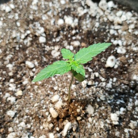 NL#01 growlog timeline photo