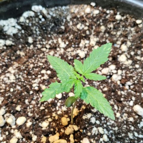 NL#01 growlog timeline photo
