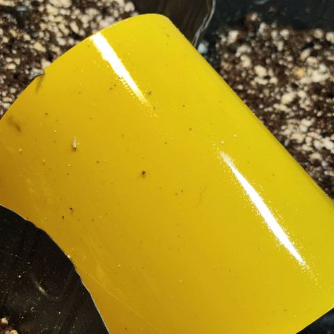 NL#01 growlog photo: Controle de pragas.