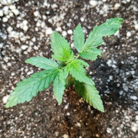 NL#01 growlog photo: Deformidade na folha causada pela fita amarela anti pragas 😵‍💫