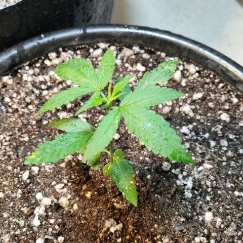 NL#01 growlog timeline photo