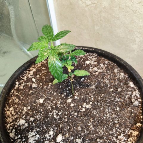NL#01 growlog photo: Pulverizado água para aumentar umidade.
29°
75%
