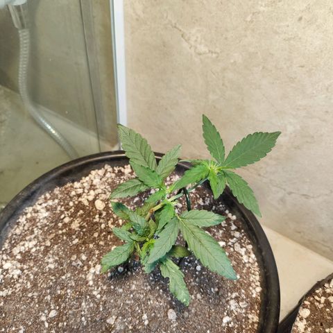 NL#01 growlog timeline photo