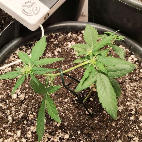 NL#01 growlog timeline photo