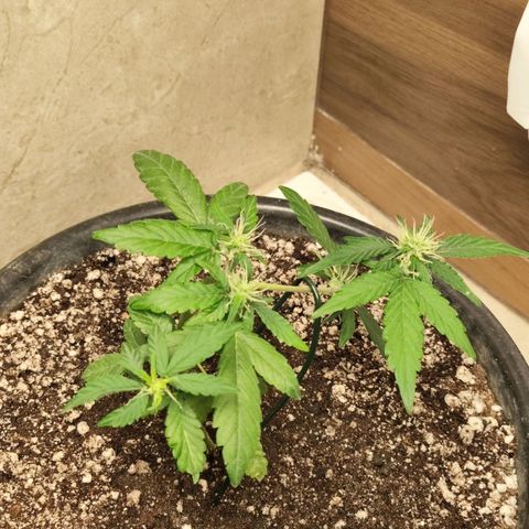 NL#01 growlog timeline photo