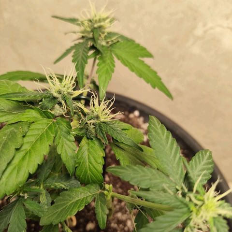 NL#01 growlog photo: Algumas flores macho apareceram. Talvez devido ao estresse causado pela mordida do cachorro?
Aproveitarei para tentar a polinização para produção de sementes.