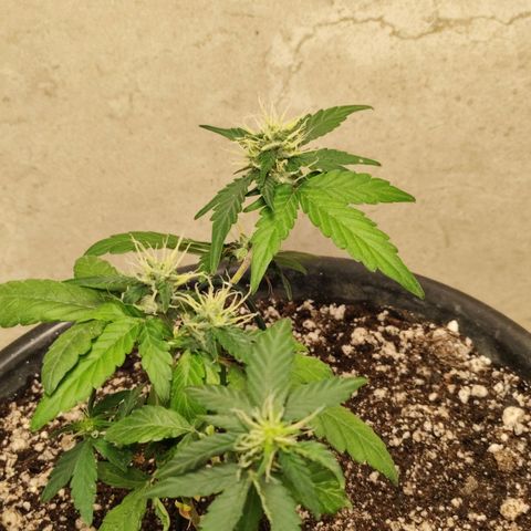 NL#01 growlog photo: Algumas flores macho apareceram. Talvez devido ao estresse causado pela mordida do cachorro?
Aproveitarei para tentar a polinização para produção de sementes.