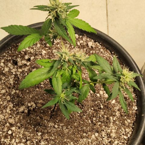 NL#01 growlog timeline photo