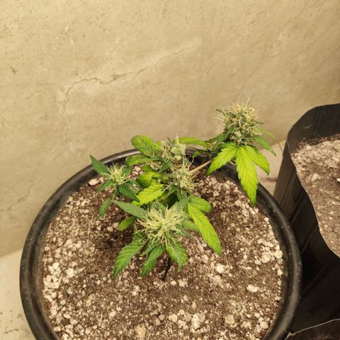NL#01 growlog timeline photo