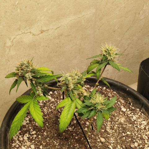 NL#01 growlog timeline photo