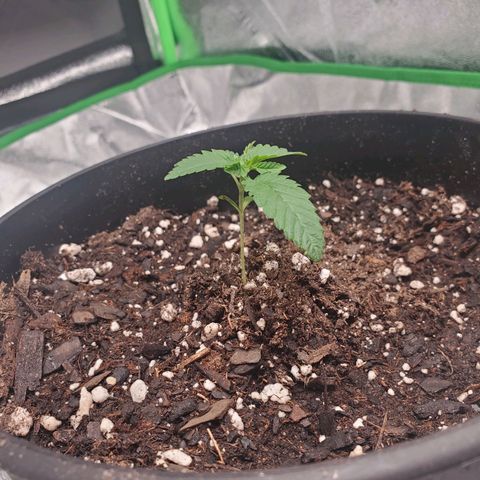 Star Killer (1) growlog photo: After transplanting to 8 in pot
