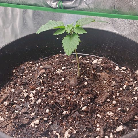 Star Killer (1) growlog photo: After transplanting to 8 in pot