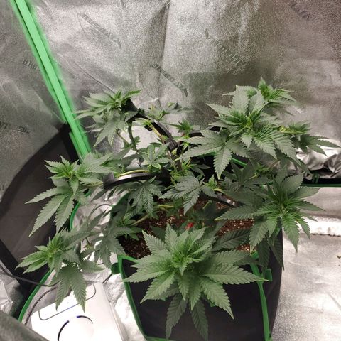 Star Killer (1) growlog timeline photo