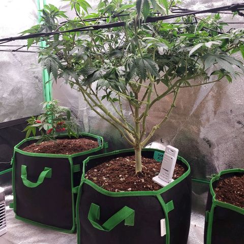 Star Killer (1) growlog photo: Getting rid of broad mites with tweetmint, ordering separate tent to flower on 8/16. 