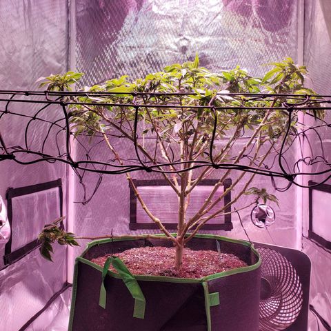 Star Killer (1) growlog photo: Fox farm ocean soil, 10 gallon bag, starting fox farm nutes 8/25. 