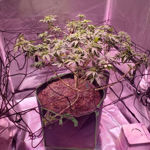 Star Killer (1) growlog timeline photo