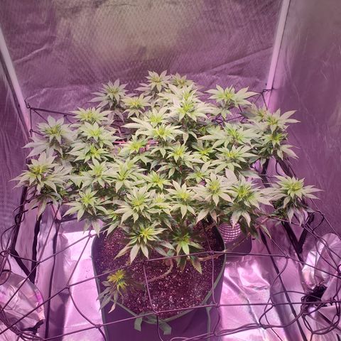 Star Killer (1) growlog timeline photo