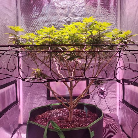 Star Killer (1) growlog timeline photo