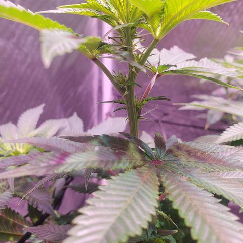 Star Killer (1) growlog photo: Buds sprouting 