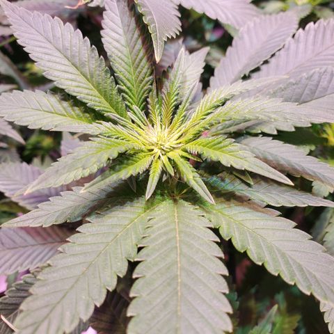 Star Killer (1) growlog timeline photo