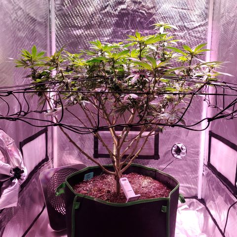 Star Killer (1) growlog timeline photo