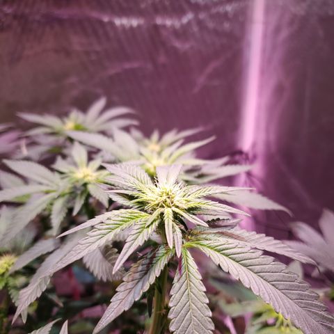Star Killer (1) growlog timeline photo
