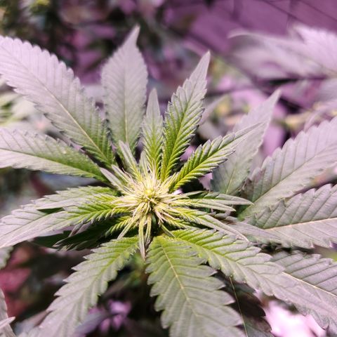 Star Killer (1) growlog timeline photo