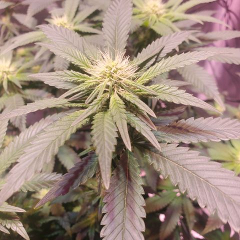 Star Killer (1) growlog timeline photo