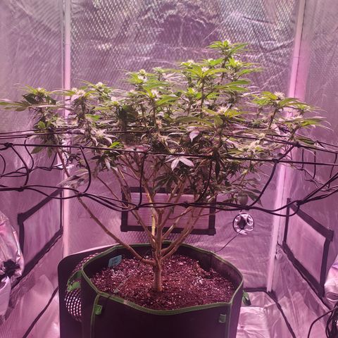 Star Killer (1) growlog timeline photo