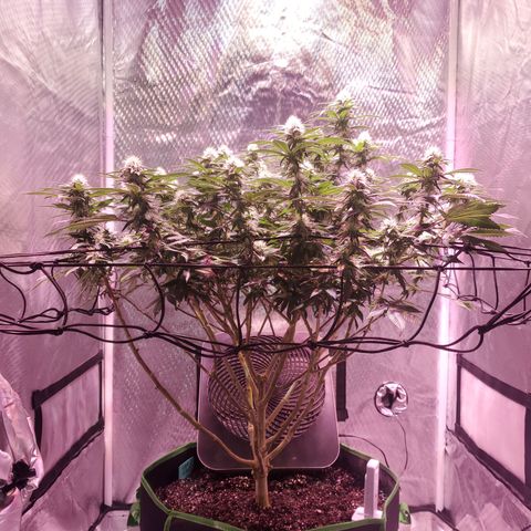 Star Killer (1) growlog timeline photo