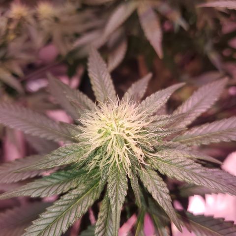 Star Killer (1) growlog timeline photo