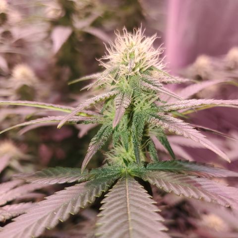 Star Killer (1) growlog timeline photo