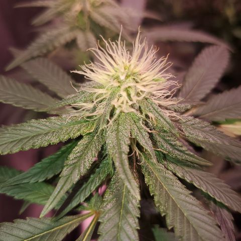 Star Killer (1) growlog timeline photo