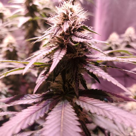 Star Killer (1) growlog timeline photo