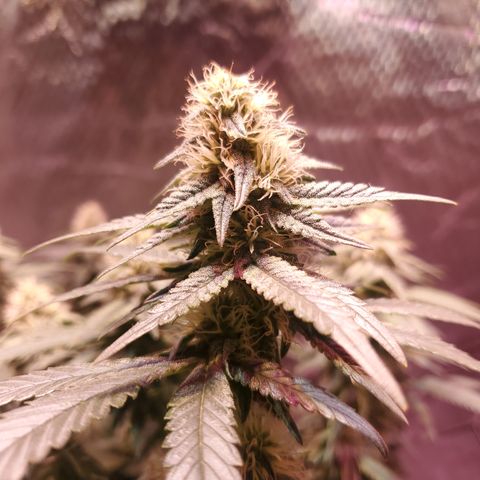 Star Killer (1) growlog timeline photo