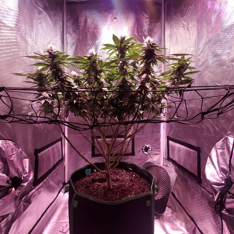 Star Killer (1) growlog timeline photo