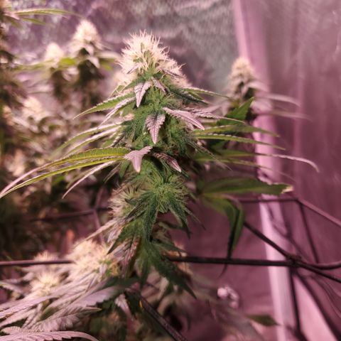 Star Killer (1) growlog timeline photo