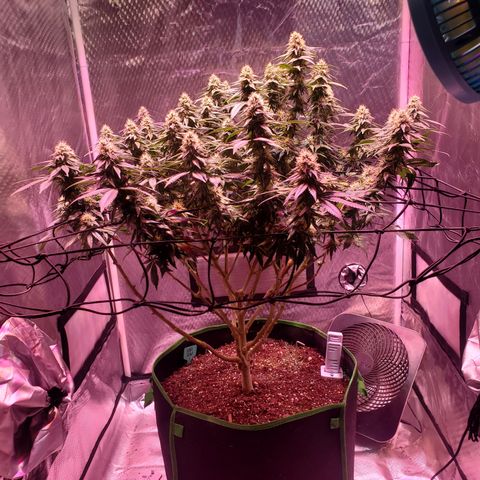 Star Killer (1) growlog timeline photo