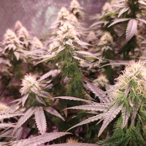Star Killer (1) growlog timeline photo